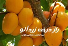 رمان راز درخت زردآلو