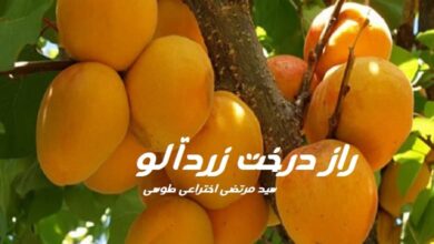 رمان راز درخت زردآلو