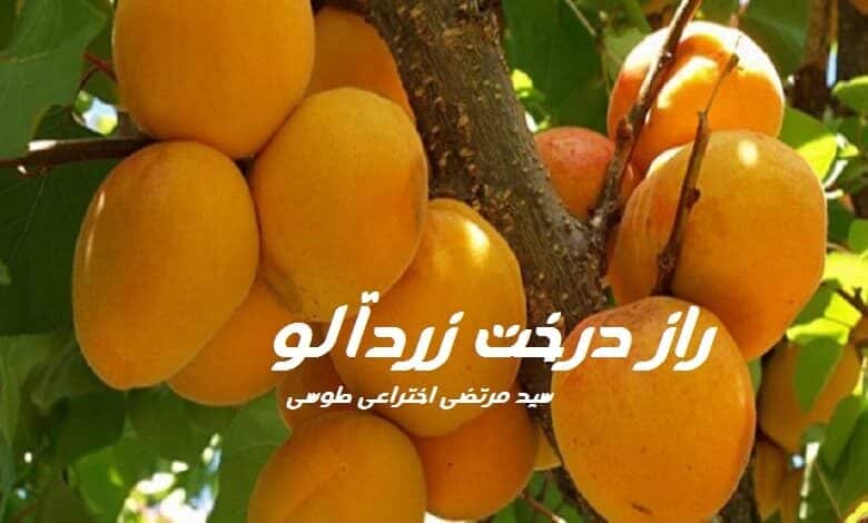 رمان راز درخت زردآلو