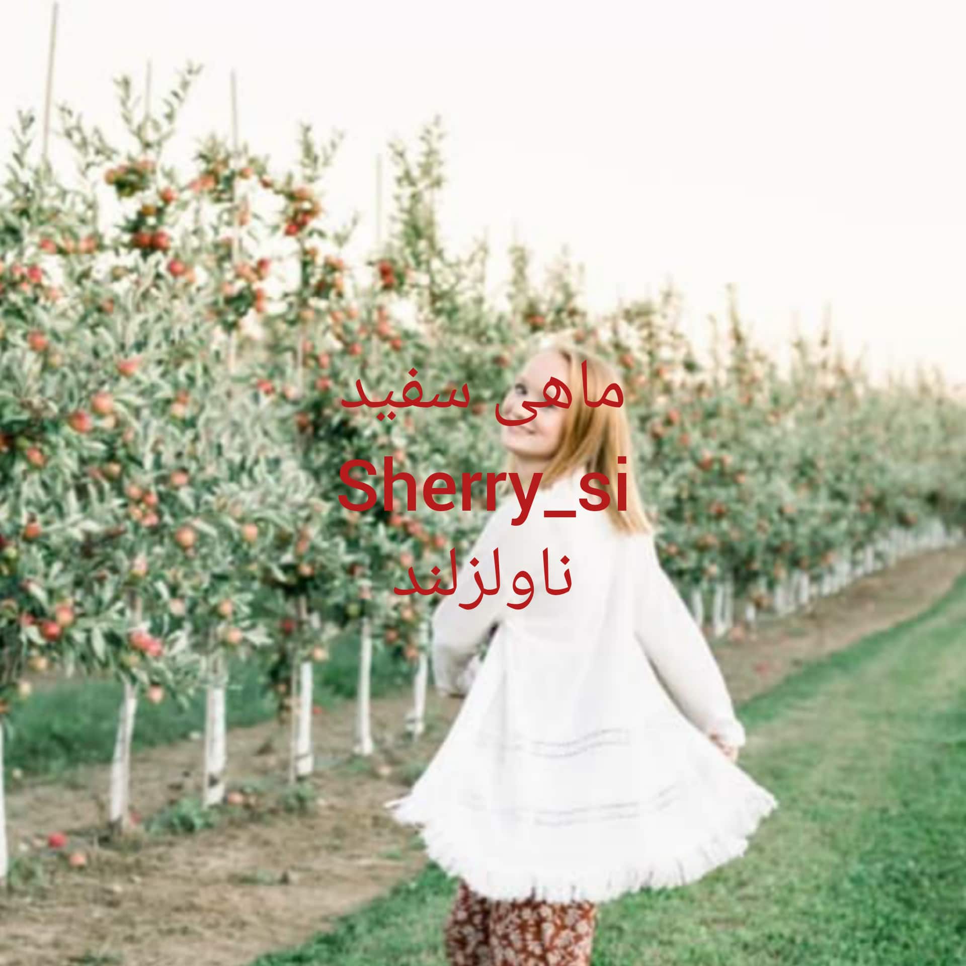 رمان ماهی سفید