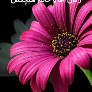 دانلود رمان آقا و خانم هیچکس