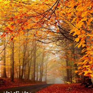 دانلود رمان تاو نهان